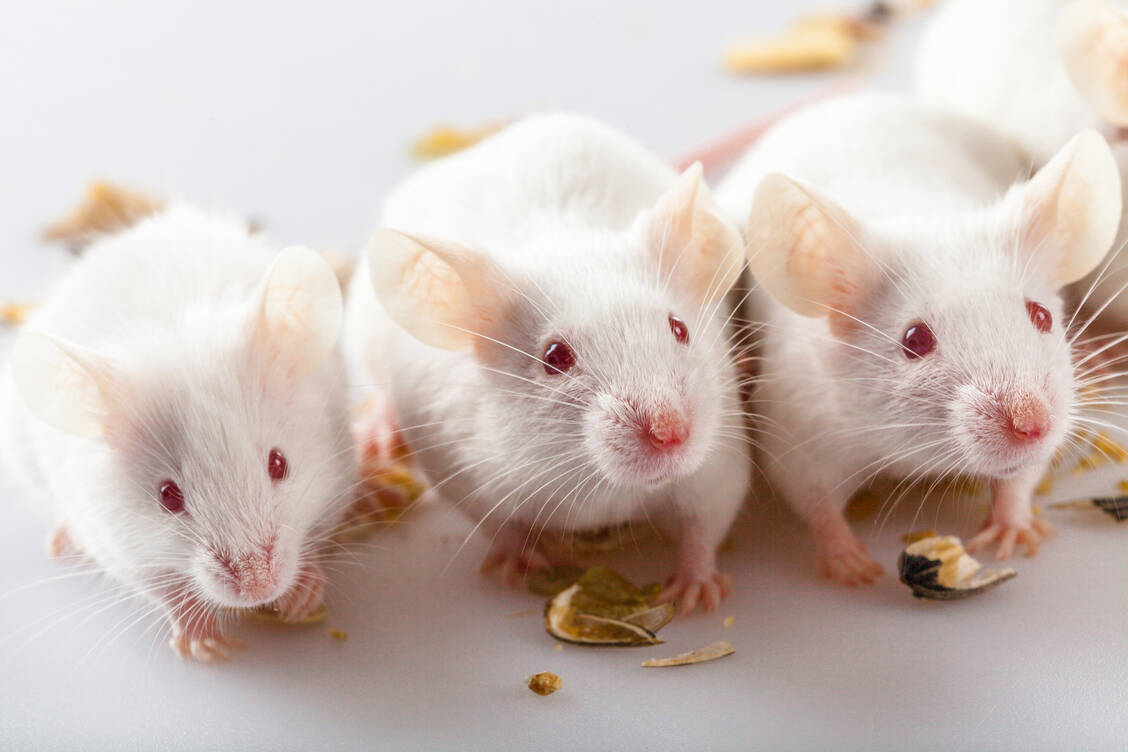 Wie lange Mäuse leben, hängt nicht nur von der aufgenommenen Kalorienmenge ab, sondern auch von der genetischen Ausstattung, zeigt eine aktuelle Studie. / © Getty Images/tiripero