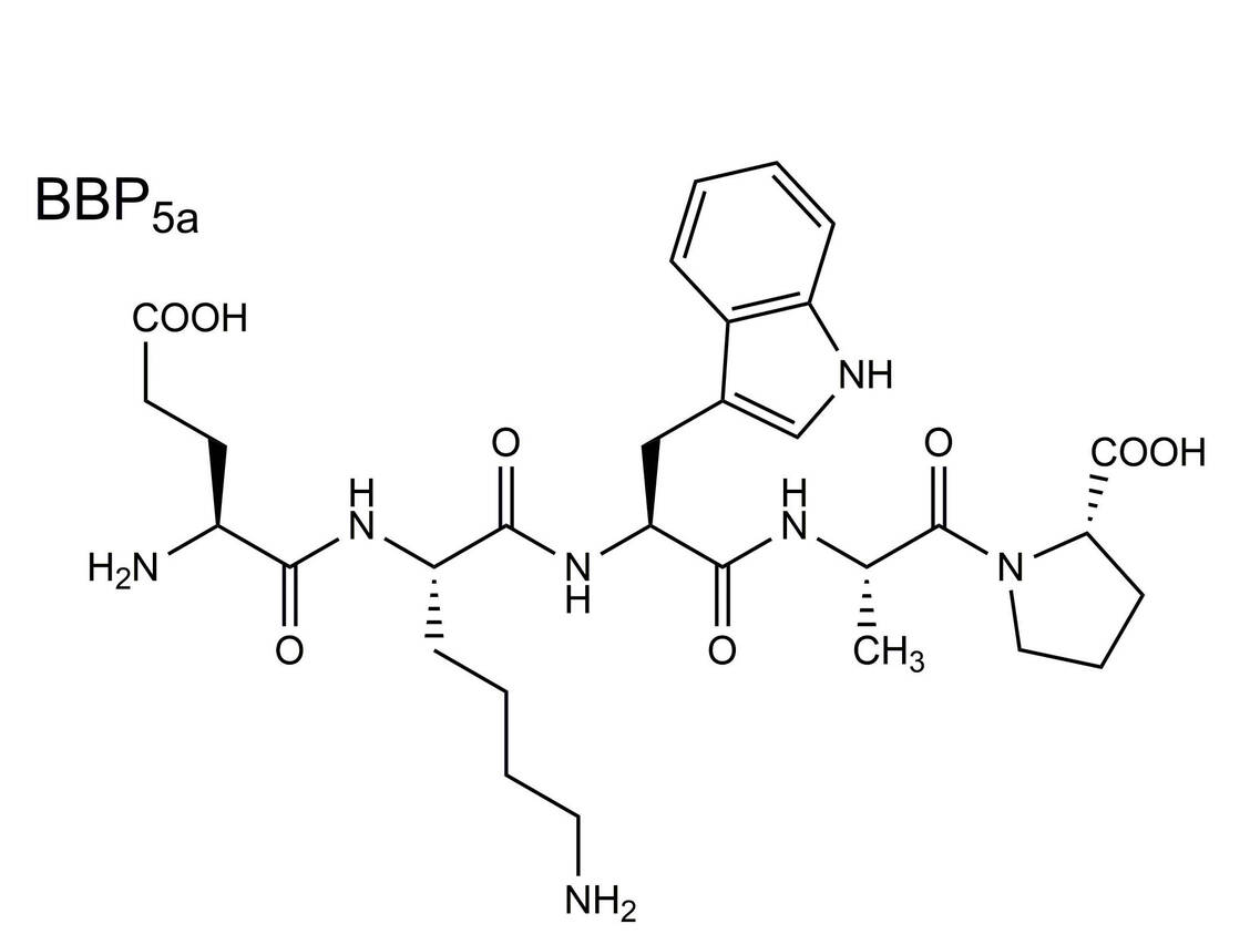 Das Pentapeptid BPP5a aus dem Gift der Schlange Bothrops jararaca diente als Leitsubstanz der ACE-Hemmer-Entwicklung. / Foto: PZ/Wurglics