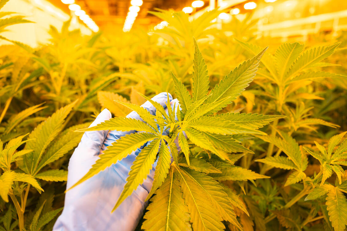 Ab dem heutigen Montag darf in Clubs unter strengen Auflagen Cannabis zu Genusszwecken angebaut und in begrenzten Mengen an Mitglieder abgegeben werden. Zunächst gilt es jedoch, eine amtliche Erlaubnis zu beantragen. / Foto: Demecan