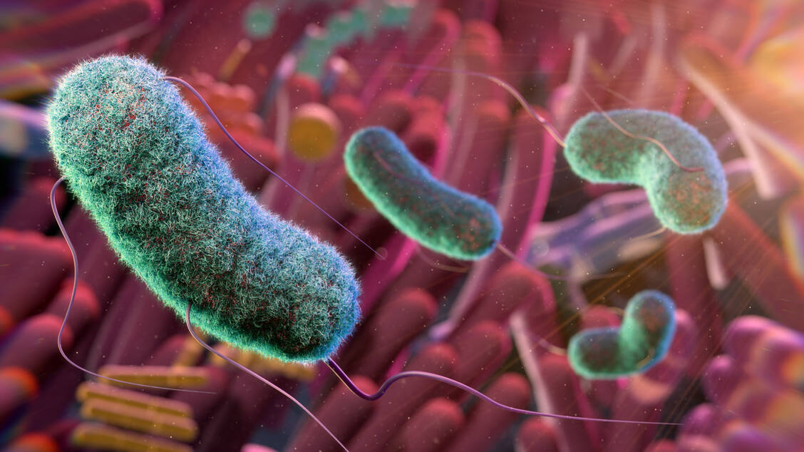 Flagellin, das in den Geißeln von Bakterien vorkommt, scheint Impfreaktionen zu begünstigen. / © Getty Images/Thom Leach/Science Photo Library