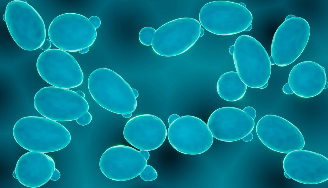 Das β-Glucan Zymosan kommt in der Zellwand der Bäckerhefe vor. Zymosan könnte das Immunsystem modulieren und dabei helfen, Allergien zu behandeln. / © Getty Images/Science Photo Library/Artur Plawgo