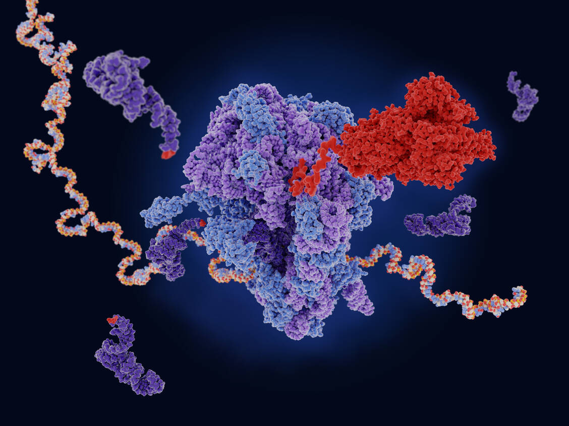 Die in mRNA-Impfstoffen enthaltene mRNA wird im Körper dazu genutzt, das Spike-Protein von SARS-CoV-2 zu produzieren. Bei Kostaive handelt es sich um das Spike-Protein einer sehr frühen Virusvariante.  / © Adobe Stock/Juan Gärtner