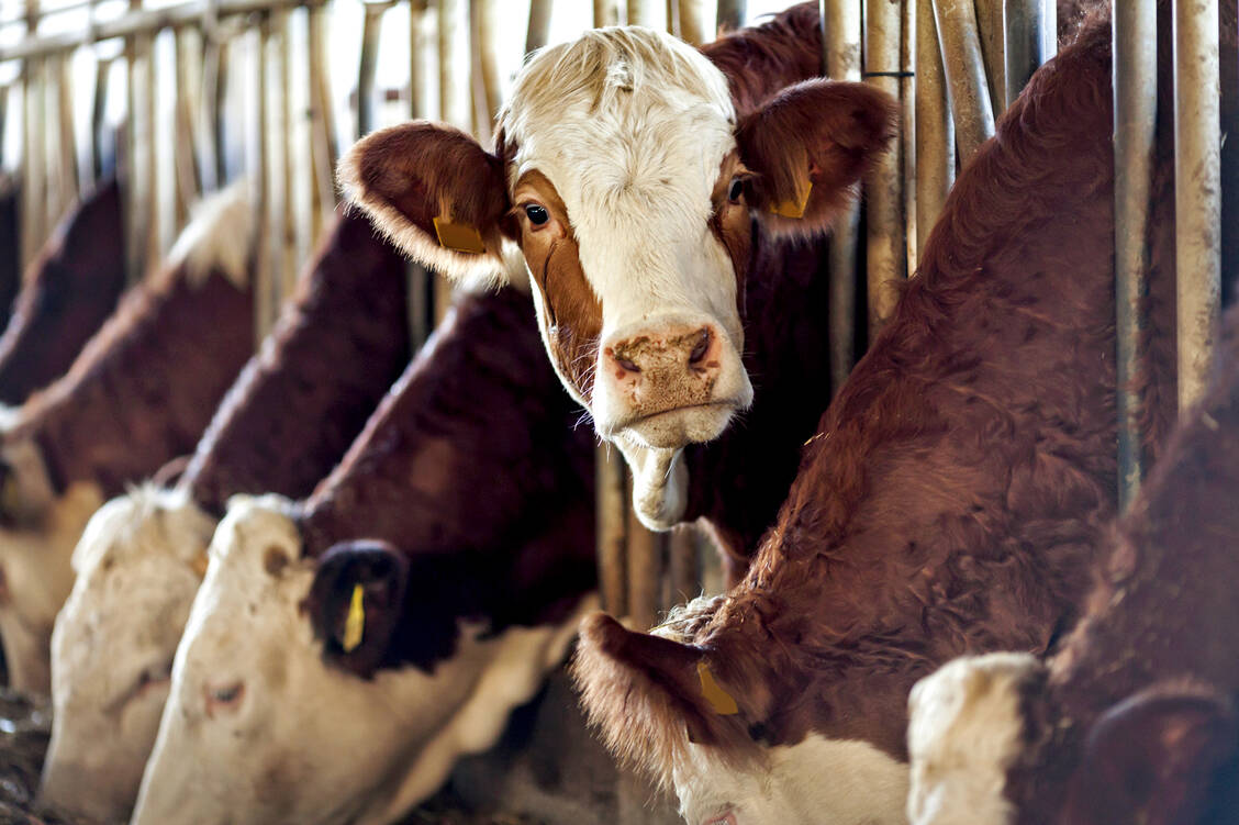 Die EU will den Einsatz von Antibiotika in der Tiermedizin schärfer kontrollieren. Foto: iStock/123ducu