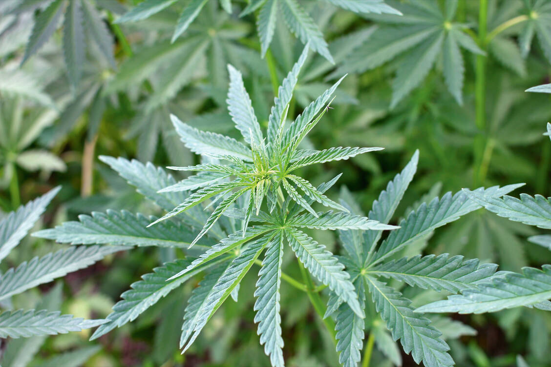 Drei Unternehmen in Deutschland haben die Erlaubnis, im Auftrag der Cannabisagentur vom BfArM medizinisches Cannabis anzubauen. / Foto: iStockphoto/BurAnd