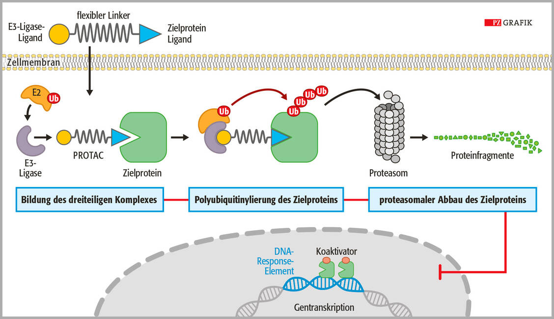 Abbildung 1: Funktionsweise eines heterobifunktionalen PROTAC-Wirkstoffs (oben links). Mit einem Linker werden ein Ligand für ein Zielprotein und ein Ligand für eine E3-Ligase verknüpft. Die E3-Ligase ubiquitinyliert das Zielprotein, das daraufhin vom Proteasom abgebaut wird. Das PROTAC-Molekül wird freigesetzt und steht für weitere Abbaurunden zur Verfügung. / © PZ/Stephan Spitzer