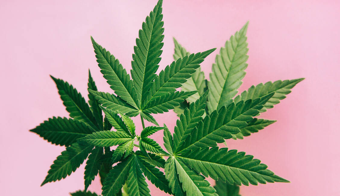 Um den Absatz von Medizinalcannabis zu pushen, nutzen Plattformen teilweise fragliche Werbeaktionen. Das OLG Frankfurt hat nun in einem weiteren Fall entschieden. / © © Jena Ardell