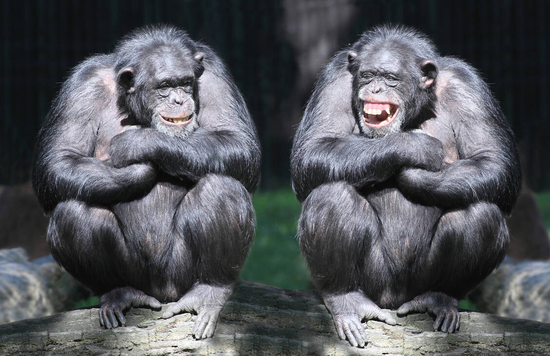 Lachen steckt an: Schimpansen erkennen Gefühle auch auf Fotos ihrer Artgenossen wieder. / Foto: Adobe Stock/Kletr