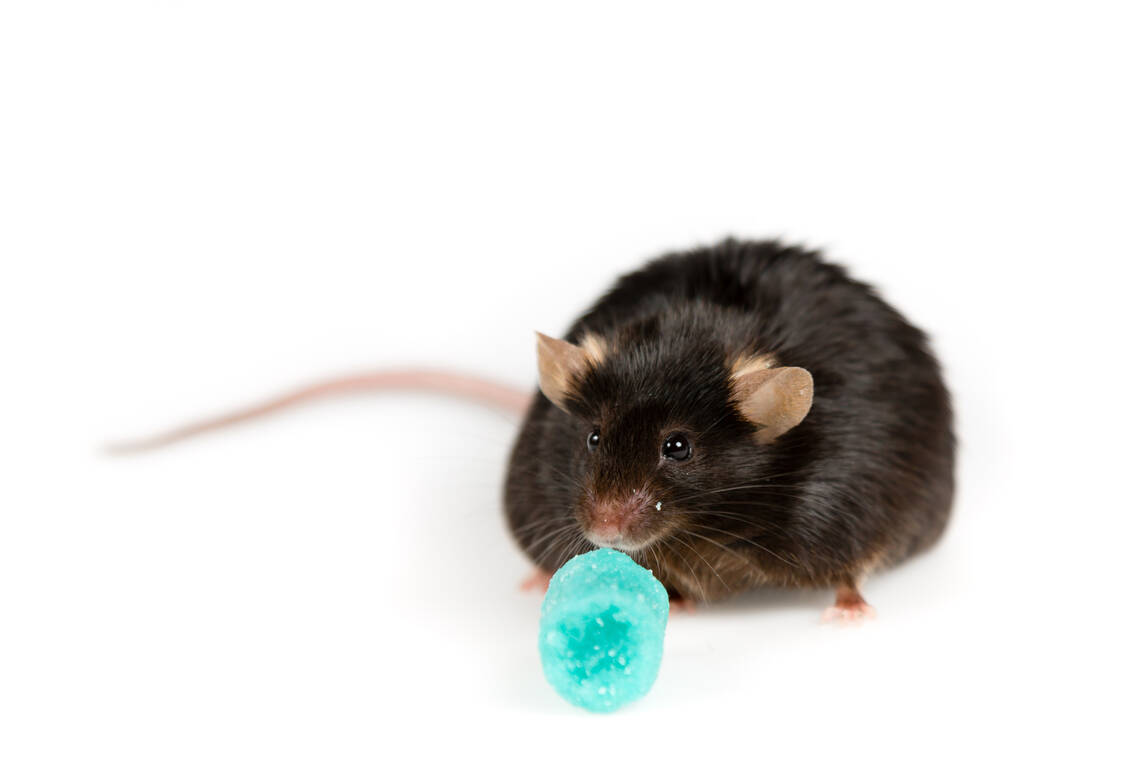 Durch ungesunde Nahrung bildet sich bei Mäusen ein Schleim um die Neuronen des Appetitzentrums im Gehirn, was zu einer Insulinresistenz der Zellen und zur Entstehung von Adipositas führt. / Foto: Getty Images/Jianhua Shao