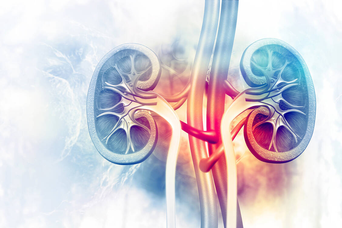 Bei der C3-Glomerulopathie kommt es zur Ablagerung und Akkumulation von C3 und C3-Fragmenten in den Glomeruli, was zu Entzündung und Nierenschädigung führen kann. / © Adobe Stock/ Crystal light