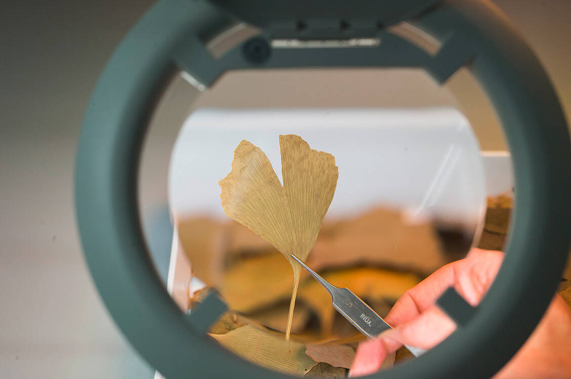 Moderne Herstellungsverfahren, In-Prozess-Kontrollen und eine Standardisierung des Extrakts sichern eine gleichbleibend hohe pharmazeutische Qualität von rationalen Phytopharmaka.  / Foto: Schwabe