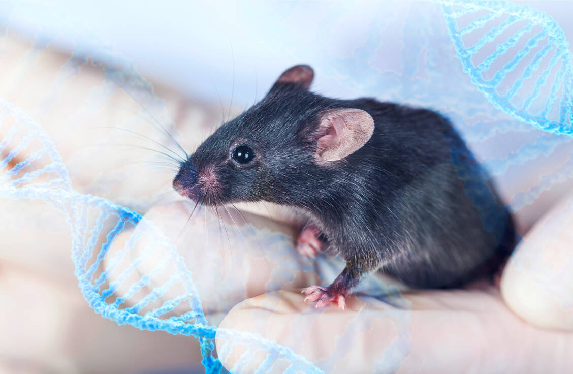 Mit Mäusen, die ein bestimmtes Risikogen exprimieren, haben Forscher den Zusammenhang zwischen ACE und Alzheimer untersucht. / Foto: Adobe Stock/BillionPhotos.com