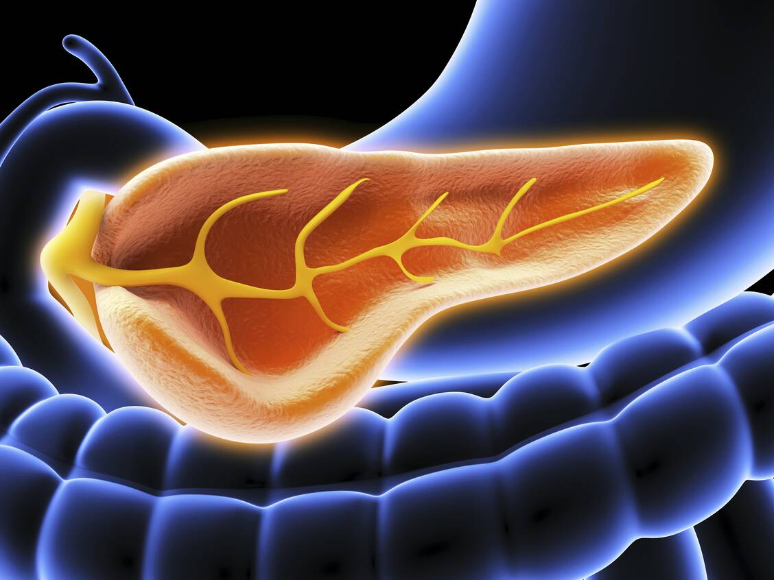 Rund 40.000 verschiedene Bakterienarten leben im Darm. Eine neue Erkenntnis ist, dass die Bauchspeicheldrüse die Zusammensetzung der Darmbakterien stark kontrolliert. / Foto: Getty Images / Alfred Pasieka Science Photo Library