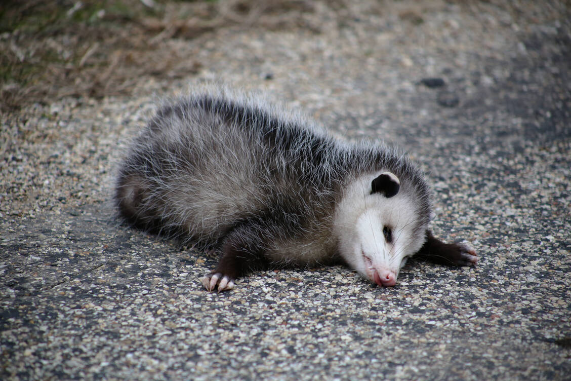 Wenn ein Opossum sich totstellt, dann wirkt das sehr dramatisch – mit Absicht. / © Getty Images/Alec Bochar