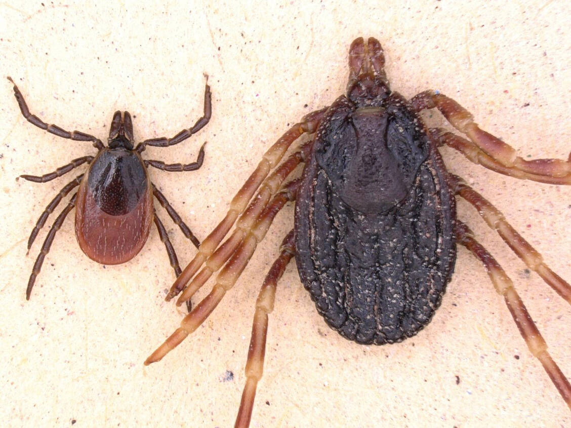 Der Gemeine Holzbock Ixodes ricinus (links) ist deutlich kleiner als Zecken der Art Hyalomma marginatum (rechts). Letztere können neben Fleckfieber auch das Krim-Kongo-Fieber übertragen.  / Foto: IMB /Lidia Chitimia-Dobler