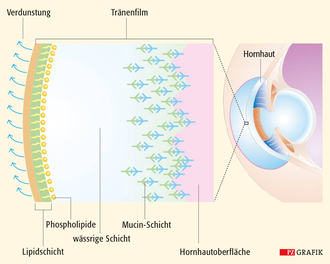 Auf der Hornhaut des Auges befindet sich ein Tränenfilm, der aus drei Schichten besteht: ganz innen liegt eine Mucin-Schicht der Hornhaut auf, darüber befindet sich die wässrige Schicht, die nach außen von einer dünnen Lipidschicht abgeschlossen wird. / Foto: PZ Grafik