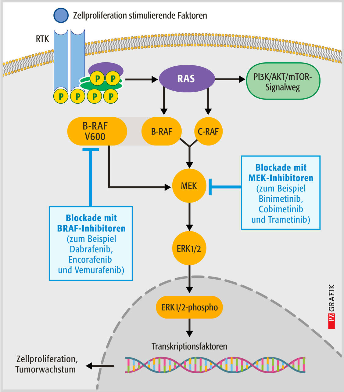 Abbildung 2: Intrazelluläre Signaltransduktionswege, ausgehend von membranständigen Rezeptor-Tyrosinkinasen (RTK) an der Tumorzelle. Mutationen können den RAS-RAF-MEK-Signalweg überaktivieren, was zu unkontrolliertem Zellwachstum und Krebs führen kann. BRAF- und MEK-Inhibitoren greifen hier ein und hemmen das Überleben der Tumorzellen. BRAF-V600 ist eine dauerhaft aktive Mutante. / Foto: PZ/Stephan Spitzer