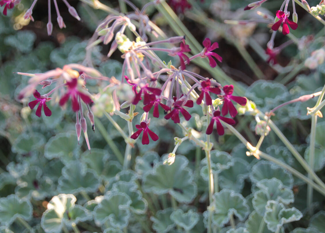 Pelargonium sidoides (hier gezeigt) und ­
P. reniforme sind Stammpflanzen für die Droge Pelargoniumwurzel. / Foto: Fürst, Zündorf