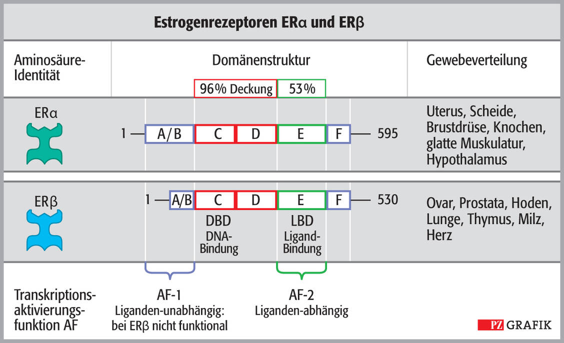 Abbildung 2: Domänenstruktur von ER-α (oben) und ER-β, ihre Aktivationsfaktoren AF-1 und AF-2 sowie ihre Gewebeverteilung; LBD: Ligandenbindestelle, DBD: Bindedomänen des Rezeptorproteins / Foto: Stephan Spitzer