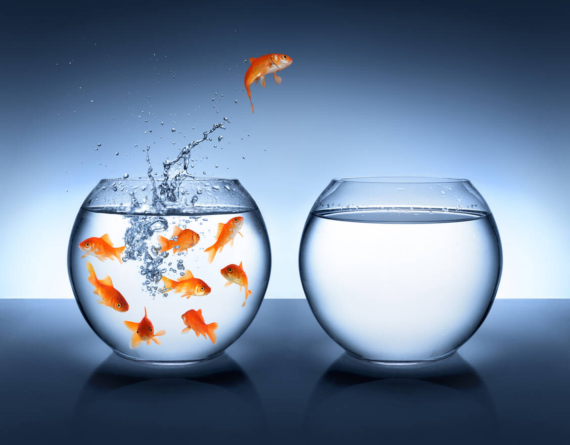 Sind viele Fische im Becken, ist es einfacher, einen zu fangen, als bei niedrigem Besatz. Analog dazu gelingt der Nachweis von SARS-CoV-2 per PCR zuverlässiger bei hoher Viruskonzentration. / Foto: Adobe Stock/Romolo Tavani