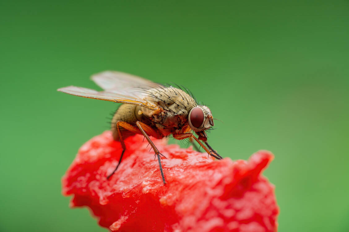 Weibchen meiden Knoblauch, wenn sie Eier ablegen, aber auch bei der Kopulation. / © Shutterstock/nechaevkon