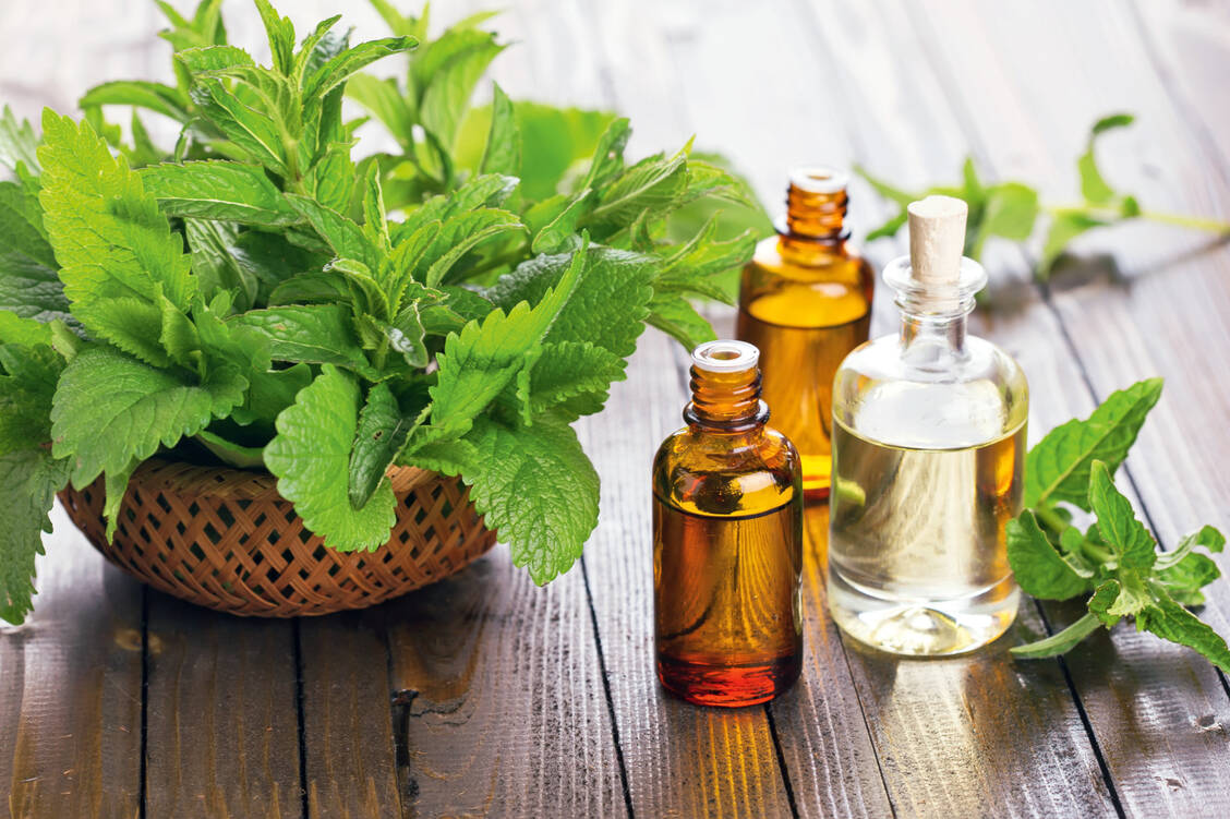 Das  ätherische Öl wird aus den frischen oberirdischen Teilen der Stammpflanze Mentha x piperita L. durch Wasserdampfdestillation gewonnen. / Foto: Shutterstock/Antonova Anna