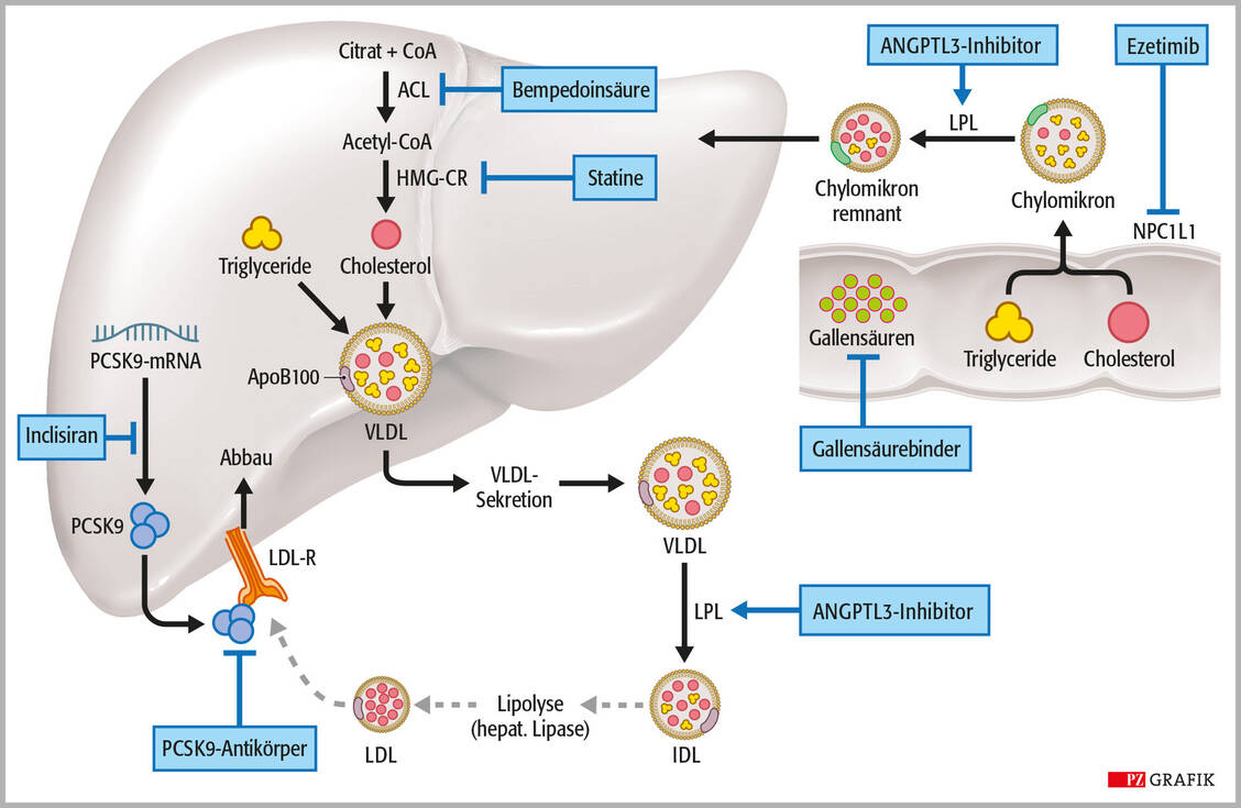 Abbildung 2: Mechanismen der lipidsenkenden Arzneistoffe; modifiziert nach: Nurmohamed, N. S., DOI: 10.1016/j.jacc.2020.11.079. ACL: ATP-Citrat-Lyase, ANGPTL3: Angiopoietin-like 3, HMG-CR: HMG-CoA-Reduktase, IDL: intermediate density lipoprotein, LDL: low density lipoprotein, LPL: Lipoproteinlipase, NPC1L1: Niemann-Pick-C1-like-1, PCSK9: Pro­proteinkonvertase Subtilisin/Kexin Typ 9, VLDL: very low density lipoprotein / © PZ/Stephan Spitzer
