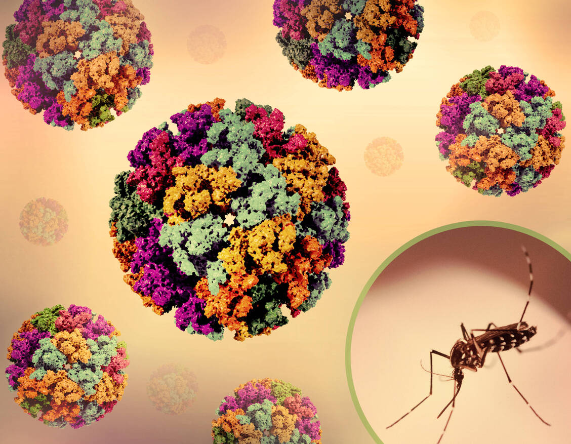Das Chikungunya-Virus zählt zu den Arboviren und wird von Aedes-Stechmücken übertragen. / © Imago/BSIP