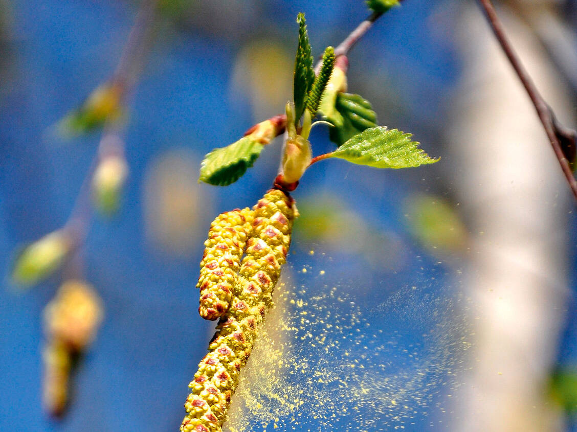 Birkenpollen machen vielen Allergikern Probleme – und können weitere Wege fliegen als bislang angenommen. / Foto: Fotolia/lochstampfer
