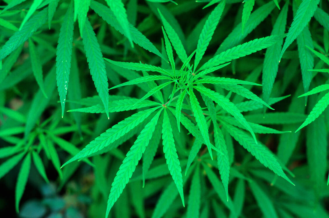 Cannabis zu konsumieren, soll nach den abgespeckten Berliner Plänen zunächst in Cannabis-Clubs und später in Pilotregionen mit Modellprojekten erlaubt sein.  / Foto: Imago: Rupert Oberhäuser