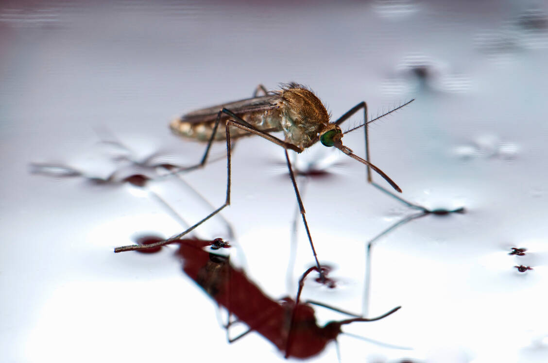 Die Gemeine Stechmücke (Culex pipiens) gehört zu den häufigsten Mückenarten in Europa – und ist leider auch häufigster Überträger des West-Nil-Virus. / Foto: Imago Images/Roger Eritja