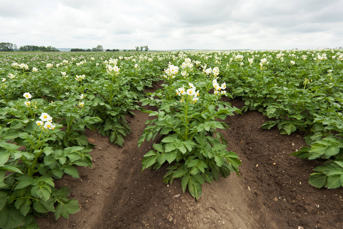 Getreide oder Gemüse können trotz vergleichsweise geringer Cadmium-Gehalte einen nennenswerten Anteil zur Cadmium-Aufnahme beitragen, da diese viel verzehrt werden, informiert das Bundesministerium für Umwelt und Verbraucherschutz. / © Adobe Stock/Digitalpress