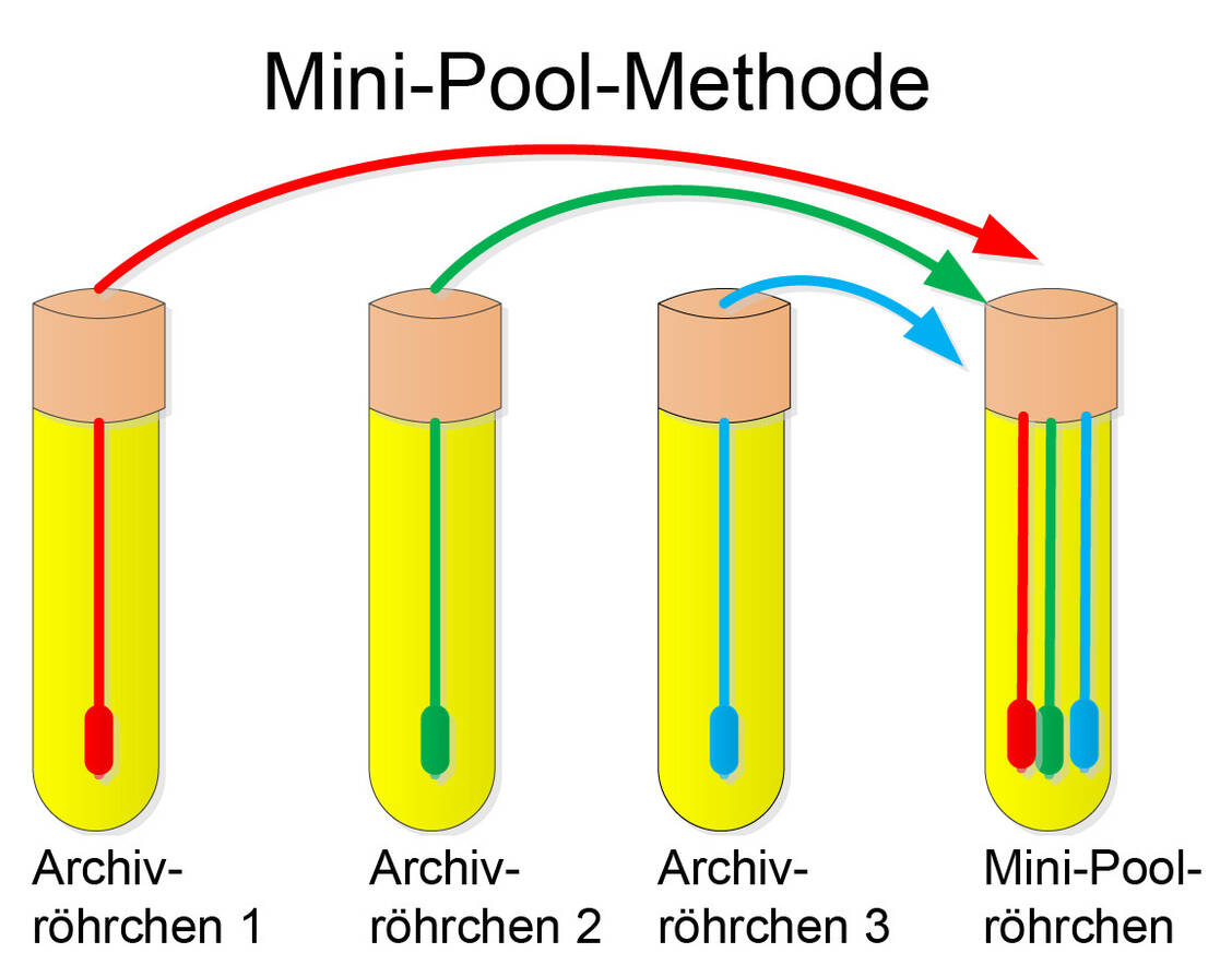 Die Abbildung zeigt die neue Mini-Pool-Methode. Dabei wird der Abstrichtupfer zunächst in ein Archivröhrchen gegeben und anschließend in ein Pool-Gefäß. Da sich bei dieser Pool-Methode das Volumen im Pool-Gefäß nicht vermehrt, wird auch keine Verdünnung und damit keine Abnahme der Empfindlichkeit (Sensitivität) beobachtet. / Foto: Universitätsklinikum Frankfurt