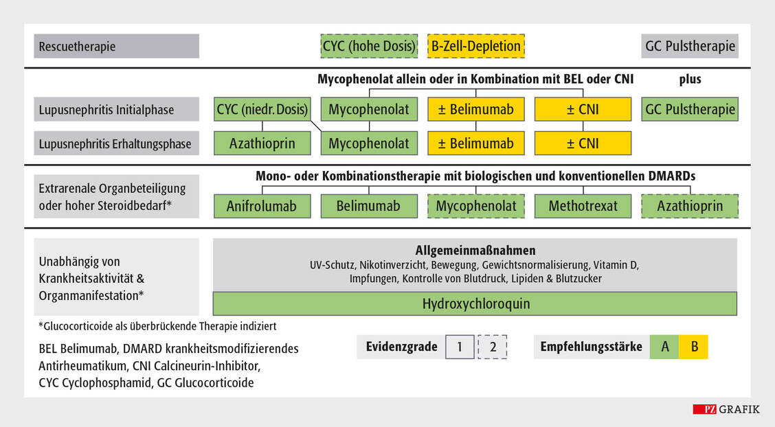 Abbildung: Management des renalen und extrarenalen SLE; modifiziert nach der S3-Leitlinie »Management des systemischen Lupus 
erythematodes« (AWMF-Registernummer 060/008) / © PZ