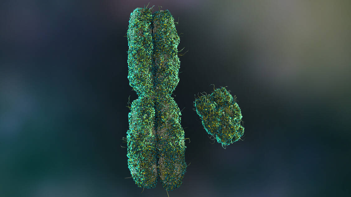 Das Y-Chromosom (rechts) ist viel kleiner als das X-Chromosom und enthält neben den Genen für die Geschlechtsdetermination und die Spermatogenese nur wenige weitere. Es ist bislang nur wenig erforscht. / Foto: Adobe Stock/ Nathan Devery com
