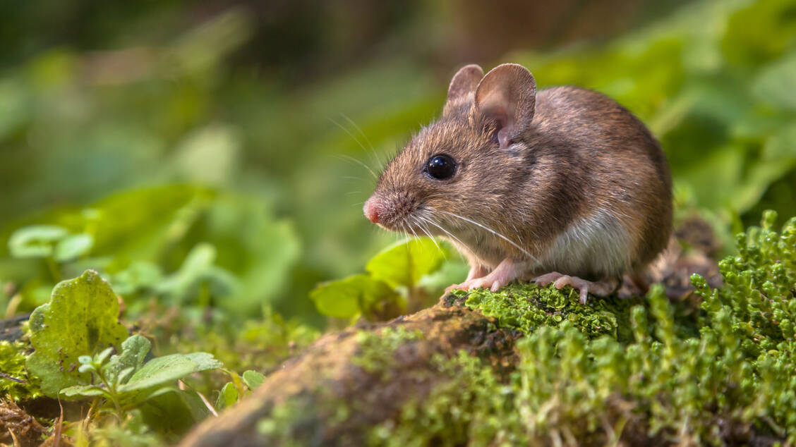 Bei Überlegungen zur Virusevolution von SARS-CoV-2 müssen tierische Reservoire auch mitgedacht werden. / Foto: Adobe Stock/creativenature.nl