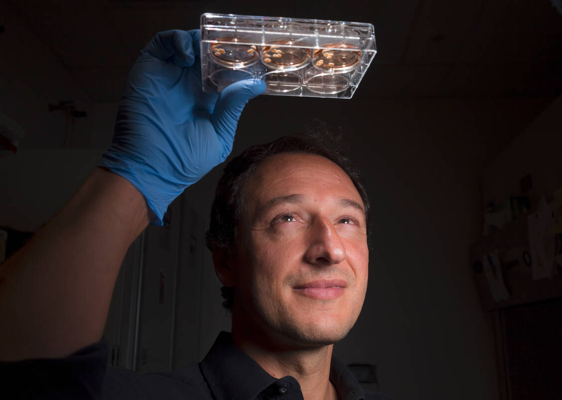 Professor Dr. Alysson Muotri forscht an Gehirn-Organoiden. In den hier gezeigten Petrischalen wachsen winzige Modelle von Neandertalergehirnen. / Foto: Picture Alliance