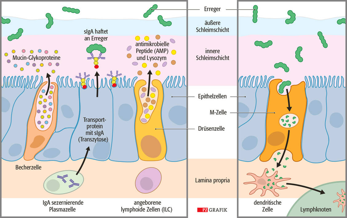 Funktionsweise des mukosalen Immunsystems: links die Produktion, Transzytose und Freisetzung von sekretorischem ImmunglobulinA (sIgA), das an Erreger bindet und mit diesen ausgeschieden wird; rechts die Antigen-Aufnahme über M-Zellen; adaptiert nach Murphy, K., DOI: 10.1007/978-3-662-56004-4_12 / Foto: PZ/Stephan Spitzer