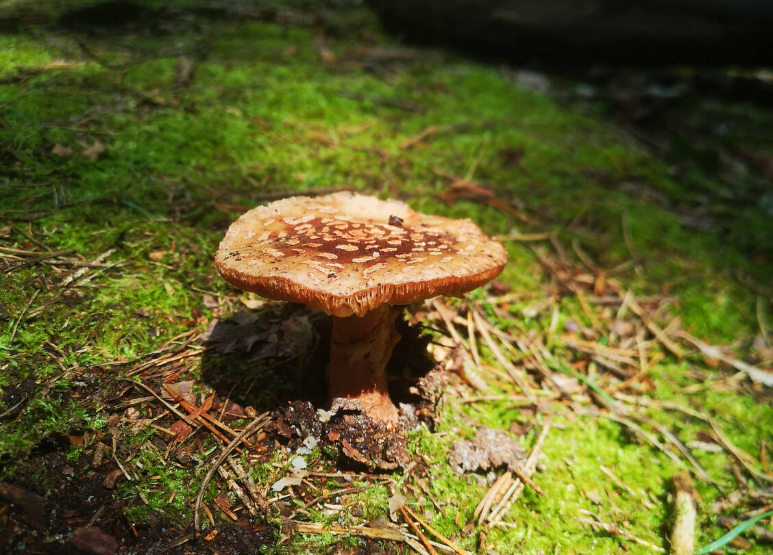 Laut Bestimmungs-App handelt es sich hier um einen essbaren Pilz, den Perlpilz (Amanita rubescens). Andere Vertreter dieser Pilz-Familie wie Knollenblätterpilze sind allerdings hoch giftig. Ohne ausreichende Sachkenntnis sollte man sich nicht auf die App allein verlassen. / Foto: PZ/Daniela Hüttemann