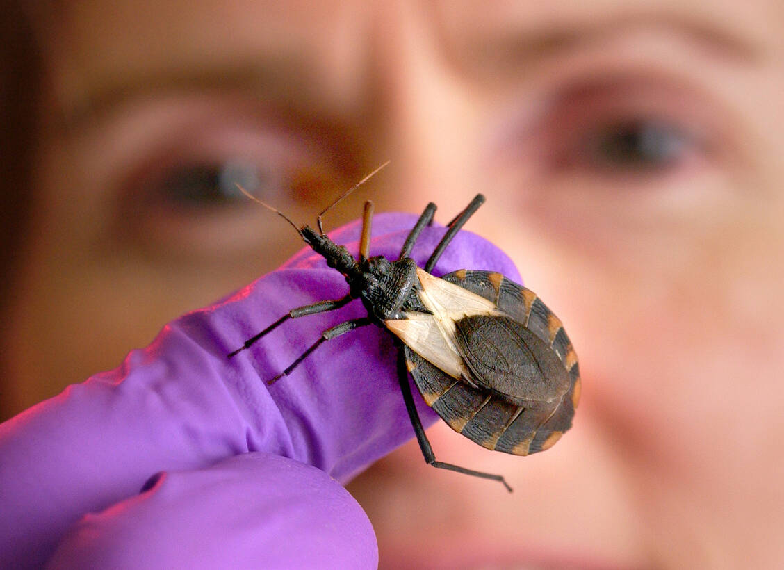 Raubwanzen wie Triatoma pallidipennis tragen hauptsächlich zur Übertragung der Chagas-Krankheit bei. / © CDC/ CDC Connects