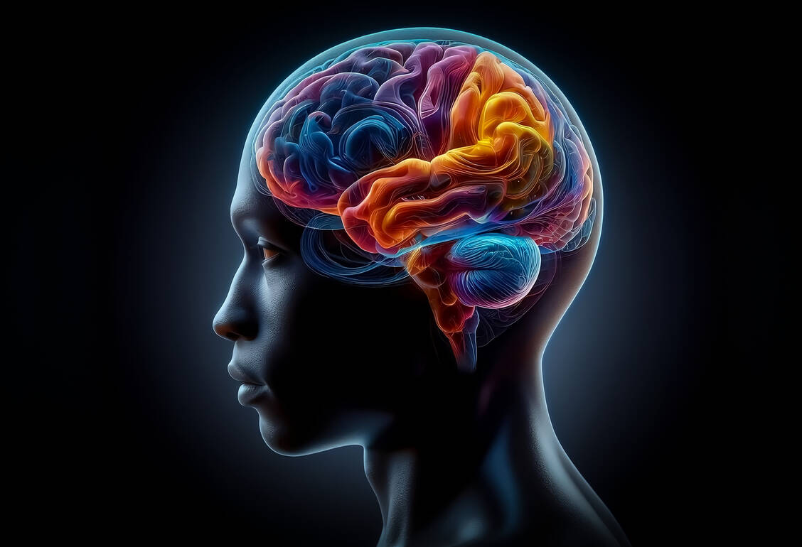 Der vordere Teil des Gehirns entsteht offenbar aus einer völlig anderen Vorläuferzelle als der hintere Teil, wie eine aktuelle Studie offenlegt. / © Adobe Stock/Musab (generiert mit KI)