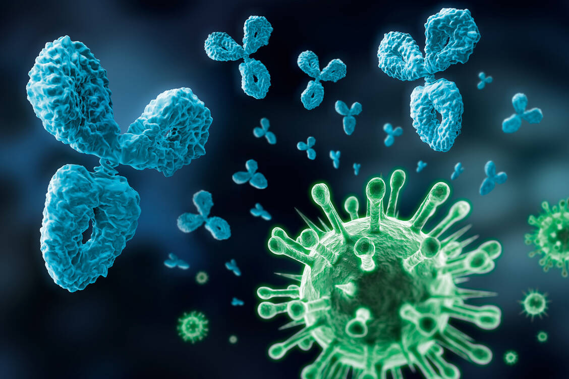 Bei Infektionen mit SARS-CoV-2 bilden sich Antikörper gegen mehr Regionen auf dem Spike-Protein des Erregers als nach einer Covid-19-Impfung. / Foto: Fotolia/psdesign1