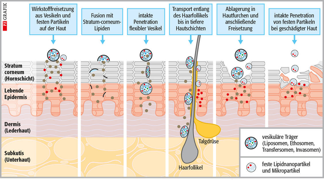 Abbildung 1: Mögliche Mechanismen der Wirkstoffaufnahme in die Haut aus festen Lipidnanopartikeln und vesikulären Trägern / © PZ/Stephan Spitzer