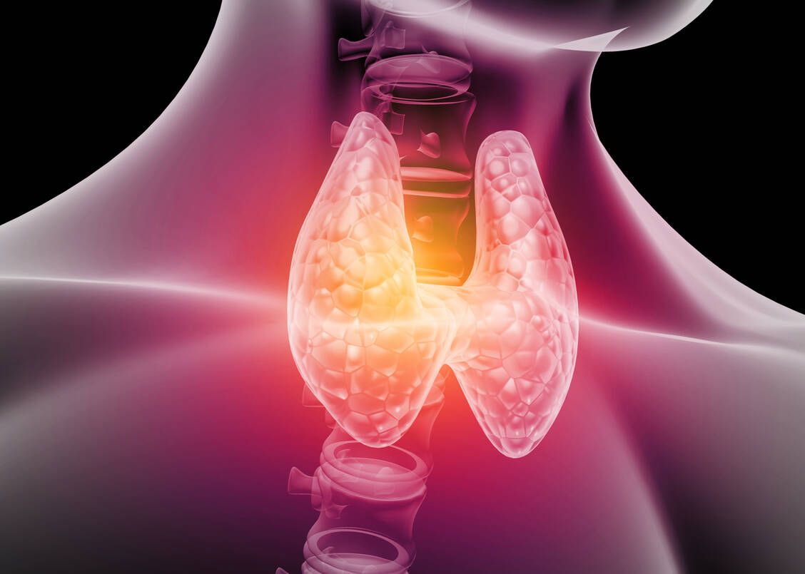 Bei einem medullären Schilddrüsenkarzinom sind die C-Zellen der Schilddrüse betroffen. Dann produziert der Tumor übermäßig Calcitonin. Etwa 8 Prozent der Schilddrüsenkrebsfälle fallen hierunter. / Foto: Adobe Stock/Rasi