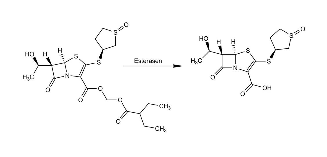 Das Prodrug Sulopenem-Etzadroxil wird im Körper durch Esterasen gespalten und in seine aktive Form überführt. / Foto: Grafik: Wurglics