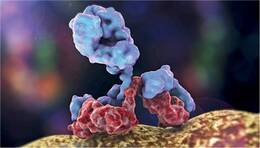 Autoantikörper greifen eine Reihe von Strukturen im ZNS an. Immuntherapien gelten daher als neue Option für bestimmte neurologische Erkrankungen.
<p class="fotonachweis">Foto: Shutterstock/Kateryna Kon</p>