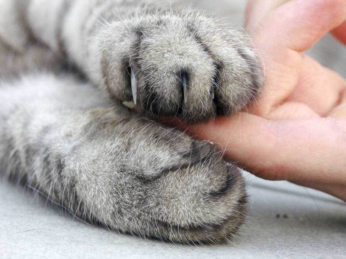 Die Samtpfoten können unter anderem die Katzenkratzkrankheit übertragen. / Foto: Adobe Stock/Haramis Kalfar