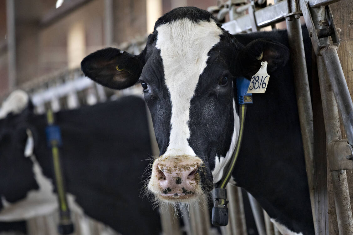 Bei Milchkühen in den USA ist ein zweiter Genotyp des hochansteckenden Vogelgrippevirus H5N1 nachgewiesen worden.  / © Getty Images/Bloomberg Creative