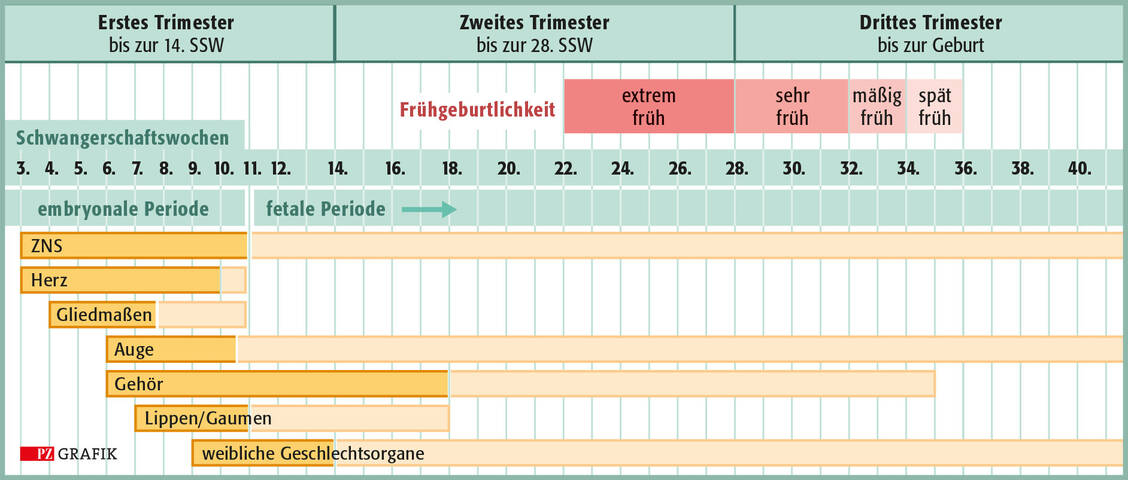 Abbildung: Wichtige zeitliche Marker der Schwangerschaft; modifiziert nach Decroocq et al. (2025). Dunkelgelbe Balken: Phase der Organentwicklung mit höchster Empfindlichkeit gegenüber schädigenden Einflüssen / © PZ/Stephan Spitzer