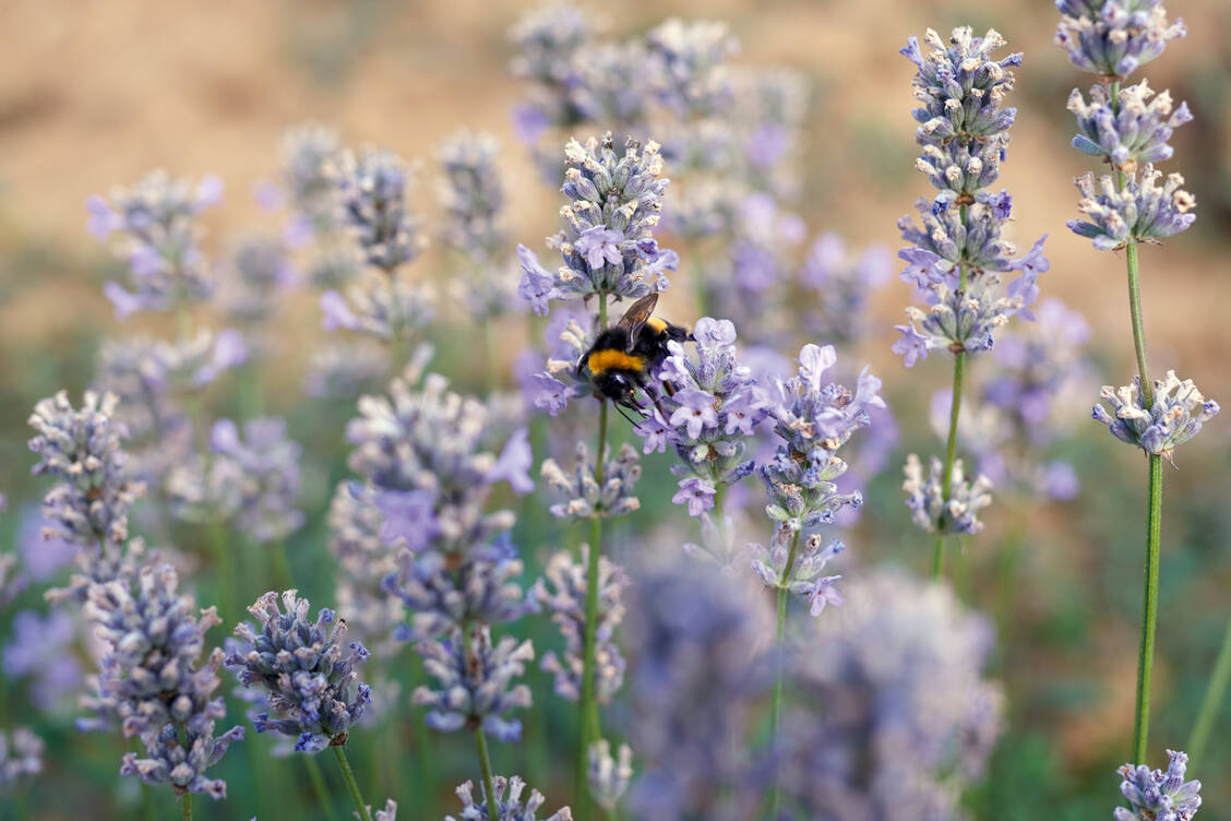 Im medizinischen Bereich kann nur der schmalblättrige Arzneilavendel (Lavandula angustifolia Mill.) verwendet werden. / Foto: Schwabe