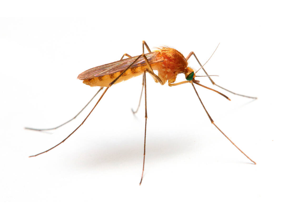 Anopheles-Mücken übertragen unter anderem den Erreger der Malaria tropica, Plasmodium falciparum. Derzeit sind Repellenzien und das Schlafen unter imprägnierten Mückennetzen die wichtigsten Präventionsmaßnahmen. / Foto: Shutterstock/Kletr